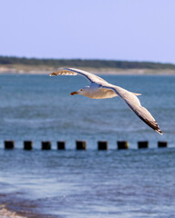 seagull in flight