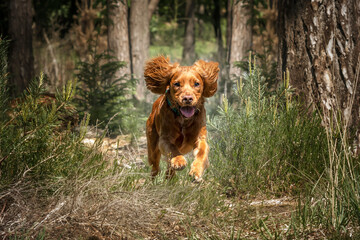 Working cocker spaniel puppy running in a forest
