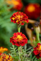 Marigold, Tagetes flowers close-up with vivid green leaves and blurred background. Growing garden plants, bedding flowers