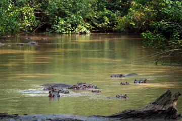Hippopotamus in the Murchison Falls National park. Lazy hippos in the pool. Herd of fat hippos in...