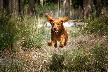 Working cocker spaniel puppy running in a forest