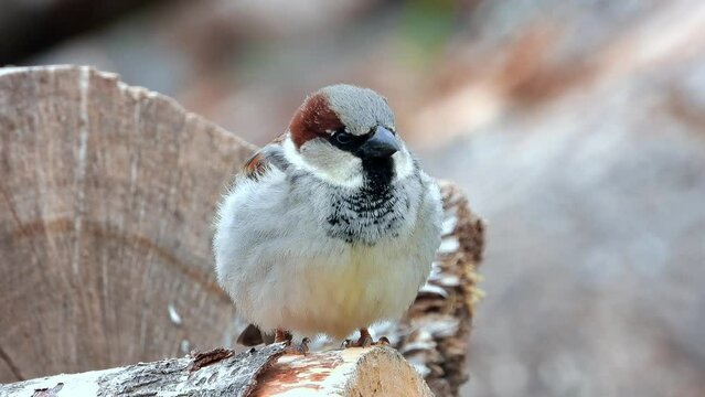 Haussperling (Passer domesticus)