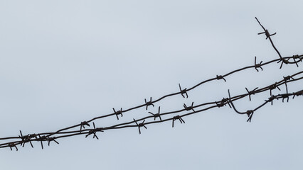 Barbed sharp wire metal fence on gray background. Border protection, military construction