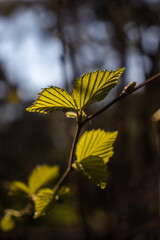 yellow leaves on a tree