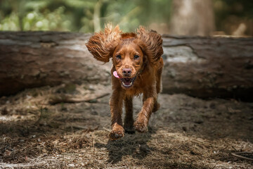 Working cocker spaniel puppy jumping over a log in a forest