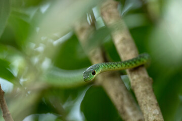 Slender green snake in the Queen Elizabeth National park. Philothamnus heterolepidotus is looking from the bushes. African ofidiofobia. Safari in Uganda. Long and slim green snake with big black eyes 
