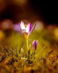 Meubelstickers purple crocus flower © pics_about_guenny