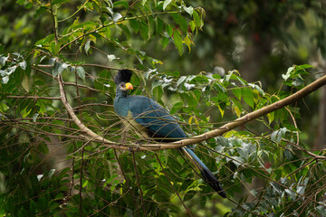 Great blue turaco in the Kibale forest. Corythaeola cristata is sitting on the branch. Big blue african bird with yellow beak and belly. Safari in Uganda.