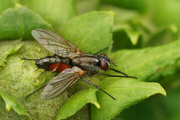 Closeup on a red and black Tachinid fly, Mintho rufiventris