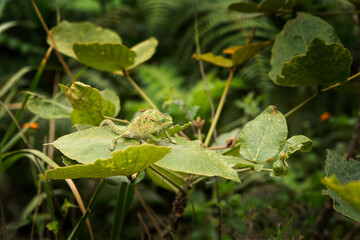 Coarse chameleon in the Rwenzori park. Chameleon on the leaf. Small reptile change colors. Safari in Uganda.