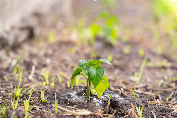 selective focus of seedling in a wet soil