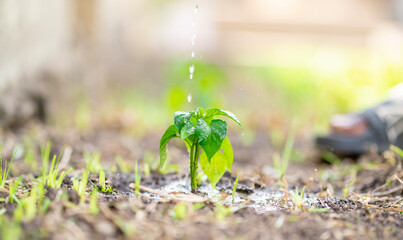 selective focus of young plant with water droplets