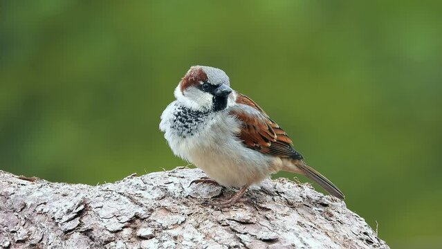 Haussperling (Passer domesticus)