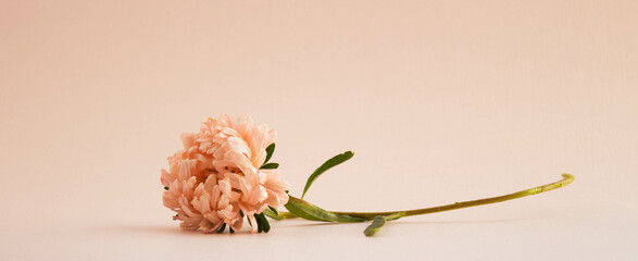 One pink aster flower on light neutral background. - obrazy, fototapety, plakaty