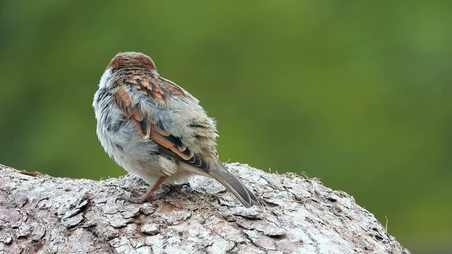 Haussperling (Passer domesticus)
