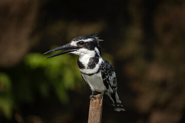 Pied kingfisher in the Queen Elizabeth NP. Kingfishers are nesting on the bank of river. Black nad white kingfisher. Safari in Uganda.
