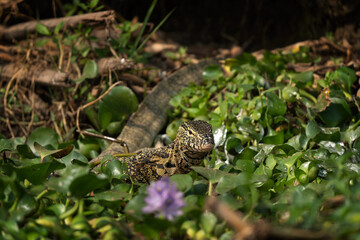 Nile monitor stork in the Queen Elizabeth National park. Varanus niloticus hunting on the river bank. Big african reptile in the water. Safari in Uganda.