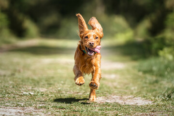 Working cocker spaniel puppy running in a forest - obrazy, fototapety, plakaty