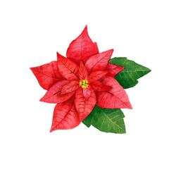 Watercolor red poinsettia