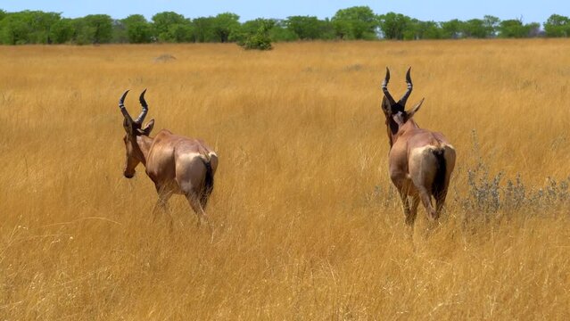 Kaama Bilder Durchsuchen 1,506 Archivfotos, und Videos