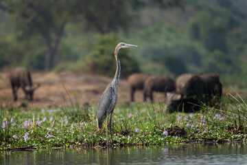 Goliath heron in the Murchison Falls national park. Ardea goliath stay on the Nile bank. Safari in...