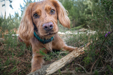 Working cocker spaniel puppy close up in a forest