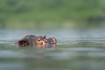 Hippopotamus in the Murchison Falls National park. Lazy hippos in the pool. Herd of fat hippos in the water. Safari in Uganda.