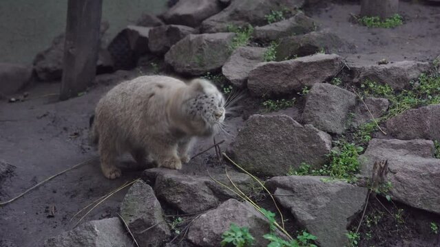Cute Pallas's cat rubbing against a rock and looking