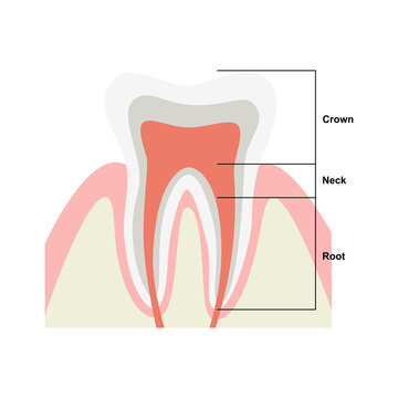 Human tooth structure vector diagram. Cross section scheme representing tooth layers enamel, dentine, pulp with blood vessels and nerves, cementum, and structures. Dental anatomy concept. Flat vector