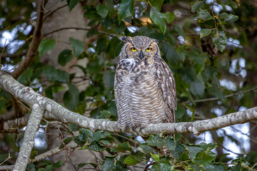 The great horned owl sitting on a branch, also known as the tiger owl, or the hoot owl, is a large owl native to the Americas