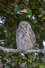 The great horned owl sitting on a branch, also known as the tiger owl, or the hoot owl, is a large owl native to the Americas