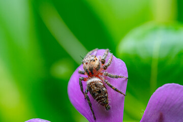 Jumping spider on pink-violet flower petals with incredible green leaf background