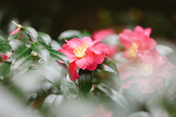 Tree of Camellia(Dongbaek) arboretum in jeju island, korea