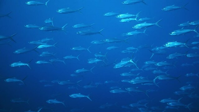 Underwater Shot of large school of silver predatory Milk Fish swimming in Pacific Ocean