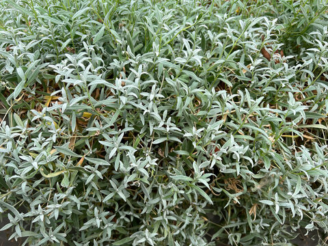 Closeup on the grey boreal chickweed, Cerastium biebersteinii