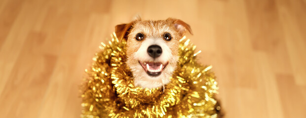 Cute happy funny christmas new year pet dog smiling in golden garland decoration. Holiday party banner.