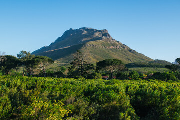 Fototapeta premium landscape with green trees in foreground and mountain range in back round with clear blue sky