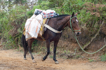 caballo arriero colombiano