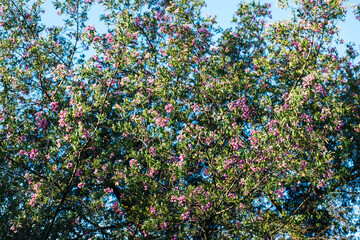 flowers in the garden with contrasting back round