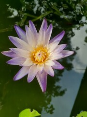 pink water lily