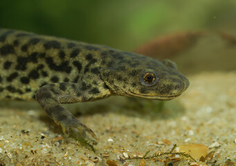Facial closeup on the rare and protected African ribbed newt, Pleurodeles nebulosus, under water