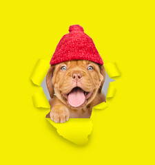 Happy Mastiff puppy wearing warm hat looking through a hole in yellow paper