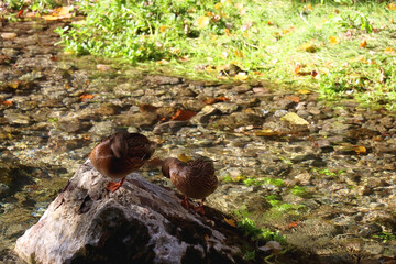 Naklejka na ściany i meble Mallard ducks in a river and colorful autumn leaves. Selective focus.