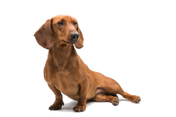 red dachshund dog isolated over white background. - obrazy, fototapety, plakaty