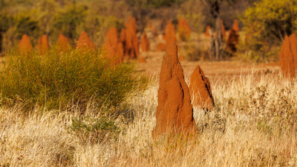 Termite mounds in the middle of the bush along the Stuart Highway © serge