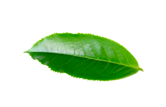 Green tea leaf isolated on transparent png