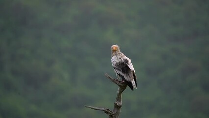 Egyptian vulture in the Rhodope mountains. White scavenger vulture is observing in the mountains. Bulgaria nature. 