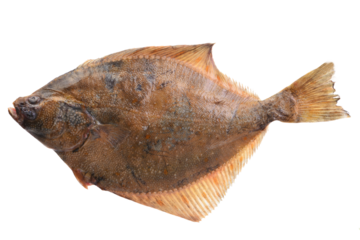 Fish halibut  isolated on white background