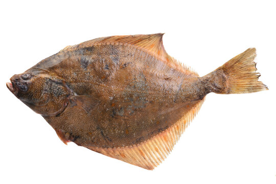 Fish halibut  isolated on white background