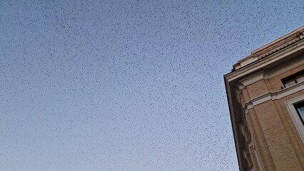 Starling flock at sunset saturate the sky of Rome, Italy
